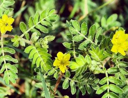 Tribulus terrestris mulher aumenta libido e fertilidade